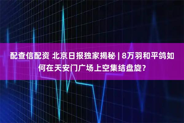 配查信配资 北京日报独家揭秘 | 8万羽和平鸽如何在天安门广场上空集结盘旋？